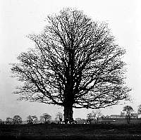 Tree People at Westburn Green.jpg