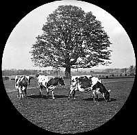 Westburn Cows and Tree.jpg