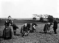 Women Planting in Field.jpg