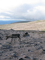 Reindeer on the summit of Ben Macdui  