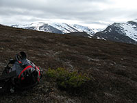 Dwarf Scots Pine at 890m on Clach Choutsaich; Braeriach in the background  